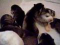 Alaskan Malamute video