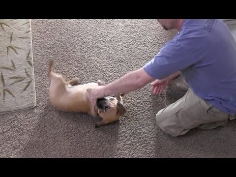 how to train dog to roll over