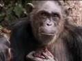 A new cute baby chimpanzee is born in the wild jungle - BBC wildlife