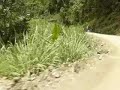 Ruta de la muerte