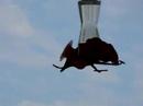 Hummingbirds have returned! Hummingbirds have returned!