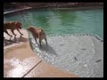 Cliquot splashin in the pool part 2