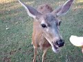 20 DEER (HAND FEEDING) \" CALIFORNIA U.S.A.\"