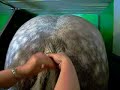 Faire une tresse � un cheval!