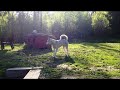 Click here to watch this video Diva bodyslams Alaska