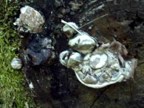 how to kill bracket fungus