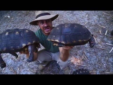 YouTube reptile video