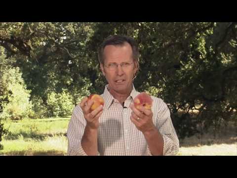how to harvest nectarines