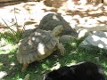 The Tortoise and the Hare