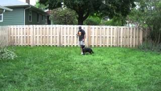 Luca the German Shepherd Training With Suburban K9 in Milwaukee