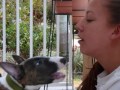 DEEZ bull terrier puppy