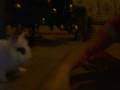 Bunny doing a Magic Trick
