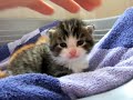kitties want mama~ kitties want mama~