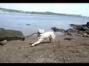 Oakly Swimming