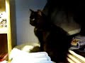 Mon deuxième amour Mon deuxième amour