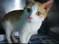 Taffy the Turkish Van Cat