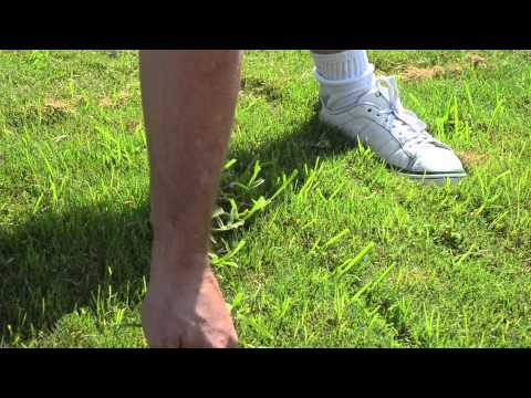 how to transplant buffalo grass runners