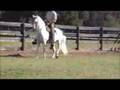 Patrullero del Juncal- paso fino stallion