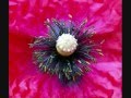 LES COQUELICOTS  une fleur que j'adore