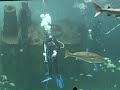 NC Aquarium - Pine Knoll Shores - Divers among the sharks NC Aquarium - Pine Knoll Shores - Divers among the sharks