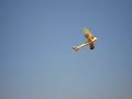 Video Tiger Moth do Zoil