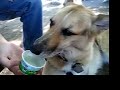 3-Legged Dog Jerry Loves Ben & Jerry's Ice Cream
