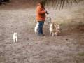 videos de 5 shibas having fun in de drunense duinen