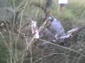 la pobla bmx rider