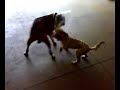 DOG duel