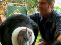 Revisit the worlds biggest flying bird, the Andean Condor Revisit the worlds biggest flying bird, the Andean Condor