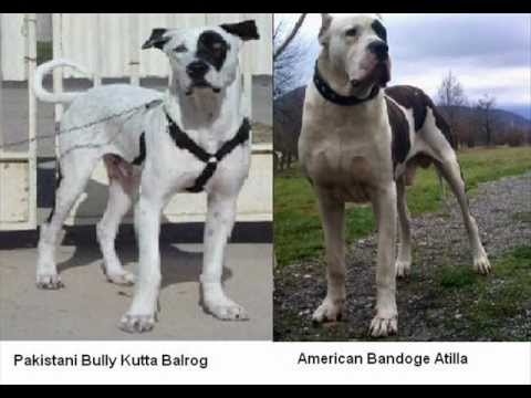 bully kutta