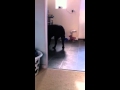 Milo playing with treat ball