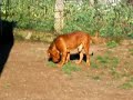 Dogo   de   Burdeos