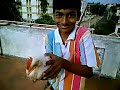 SKATING WITH A CHICKEN
