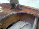 monkey island monkey island