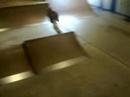 skate zoo edit kibler