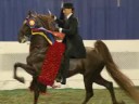 The Beautiful American Saddlebred