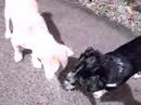puppies love water