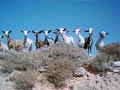 Goat call Chios - Katsiki classic