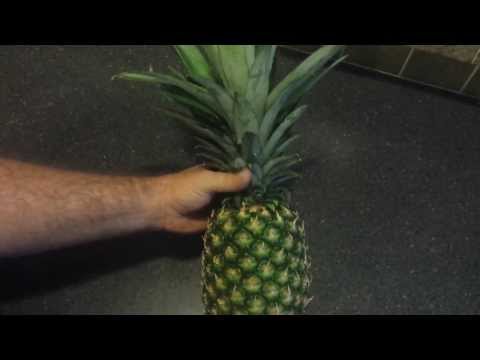 how to transplant pineapple plants