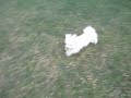 Fetch Appa, Fetch!