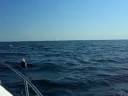 porpoise