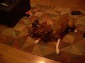 Dino's first night in the house with us. He's so tough going after my 60 pound girl, who's just a big lover.