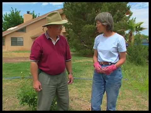 how to grow apricots