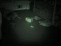 Night Bandits - Part Deux