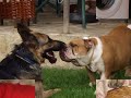 O Amor, o Carinho e a Amizade entre os Animais