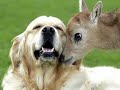 O Amor, o Carinho e a Amizade entre os Animais