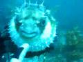 Puffer Attacks