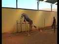 China  - Cassini I x Athlet Z Holsteiner