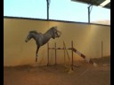 China - Cassini I x Athlet Z Holsteiner